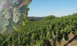 Weintour nach Meißen DJG Dresden e.V.