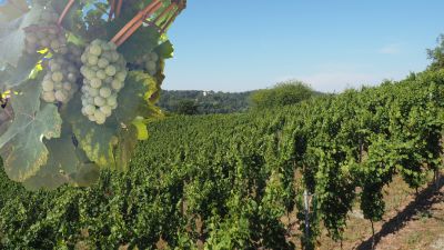 DJG-Exkursion: Weintour nach Meißen