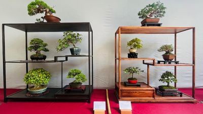 Bonsai Triennale 2024 in Pillnitz: Ein Rückblick