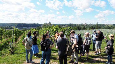 DJG-Exkursion: Weintour zum Schloss Proschwitz